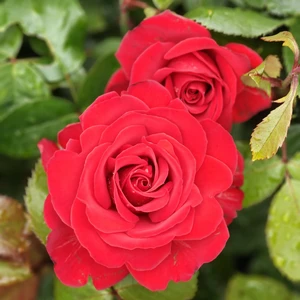 Rose 'Invincible' - FL